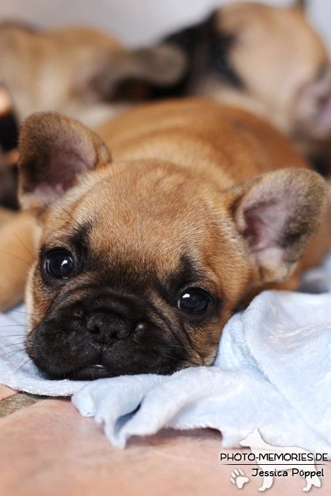 Französische Bulldoggen - Welpen