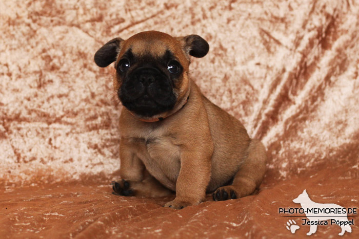 Französische Bulldoggen - Welpen