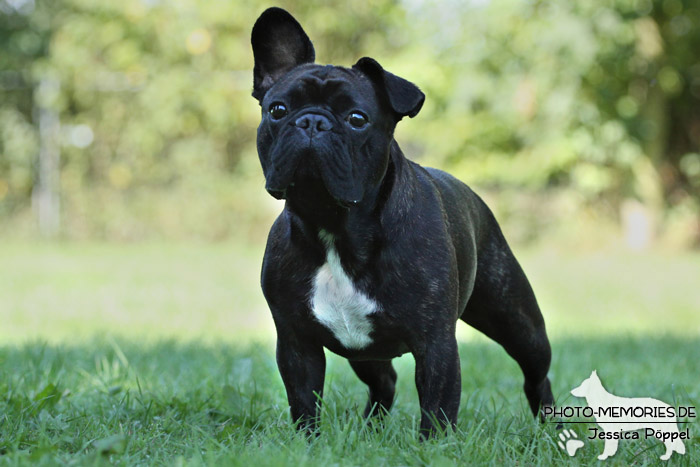 Französische Bulldogge im Stand