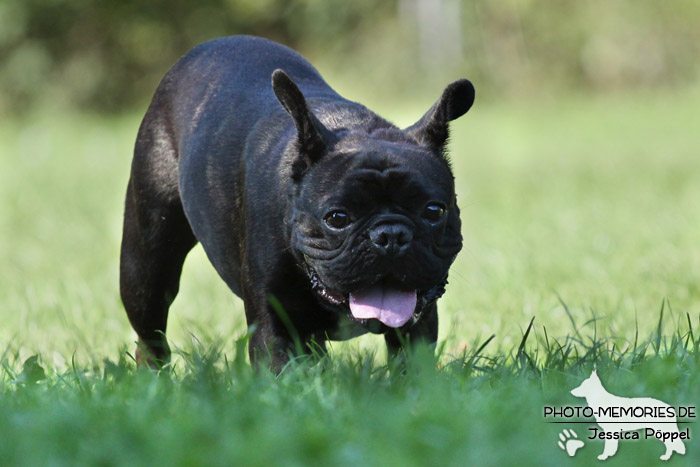 Französische Bulldogge im Laufen