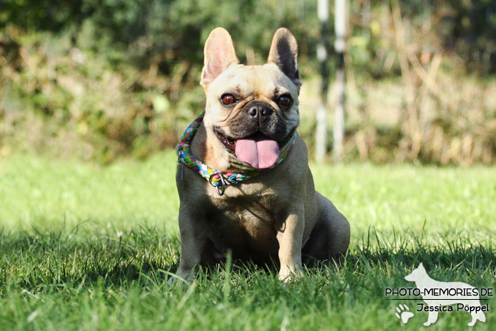 Französische Bulldogge im Sitzen