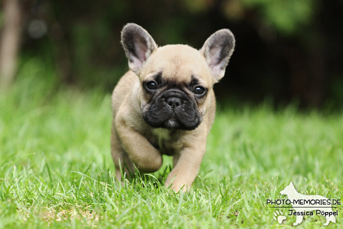 Französische Bulldoggen - Welpen