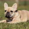 Französische Bulldogge im Liegen