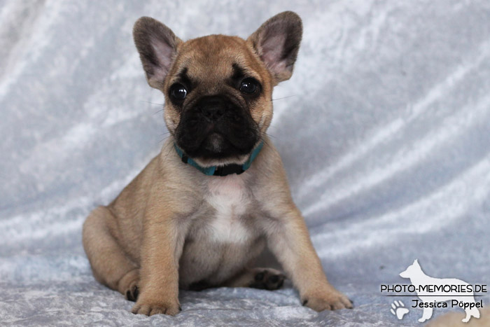 Französische Bulldoggen - Welpen