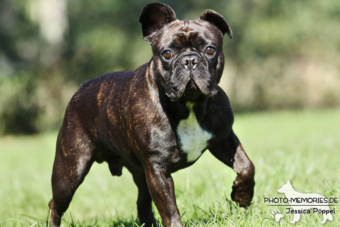 Französische Bulldogge im Laufen