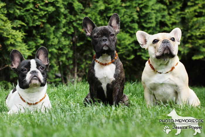 Ein Rudel Französischer Bulldoggen