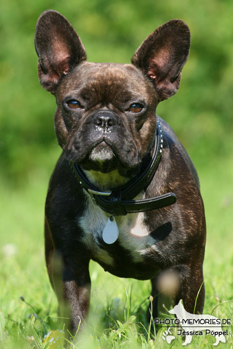 Französische Bulldogge im Stand