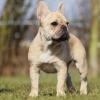 Französische Bulldogge im Stand