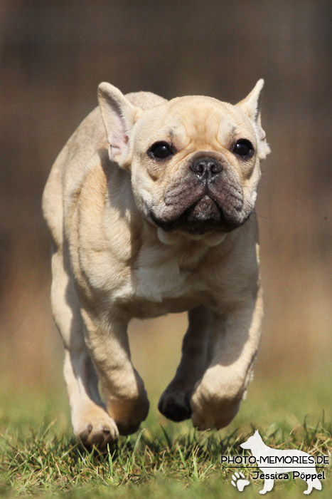 Französische Bulldogge in Action