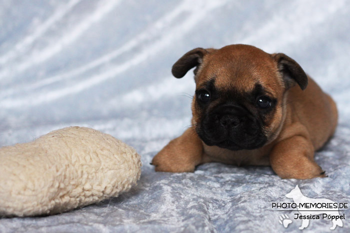 Französische Bulldoggen - Welpen