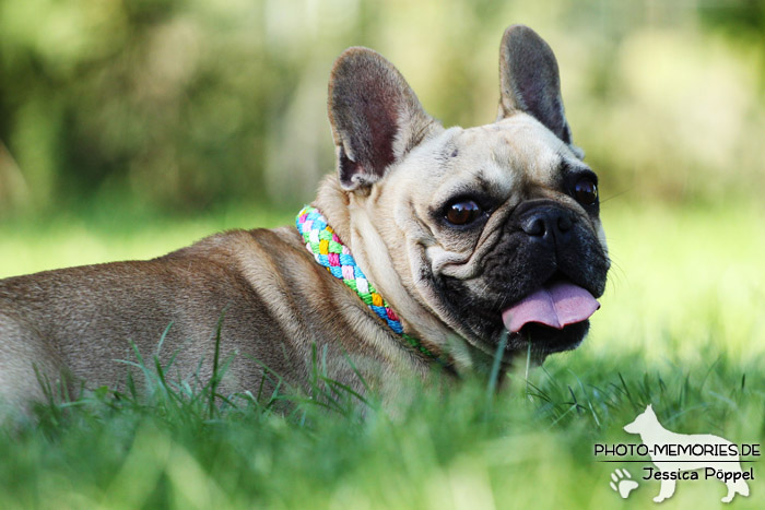 Französische Bulldogge im Liegen