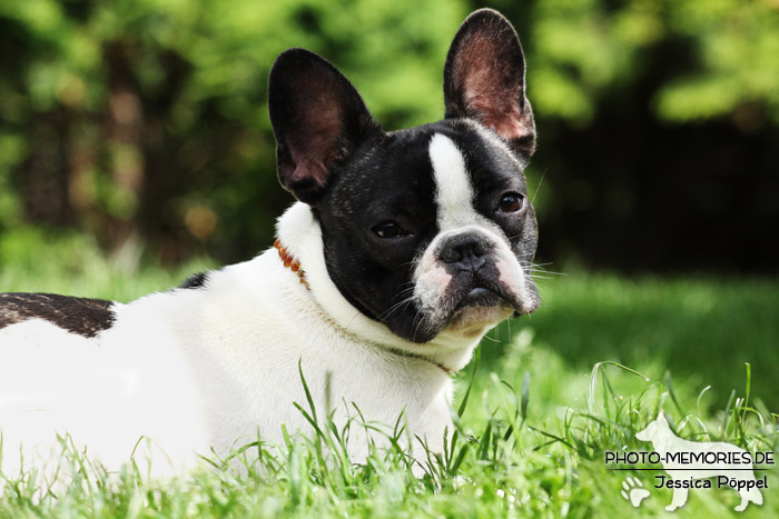 Französische Bulldogge im Liegen