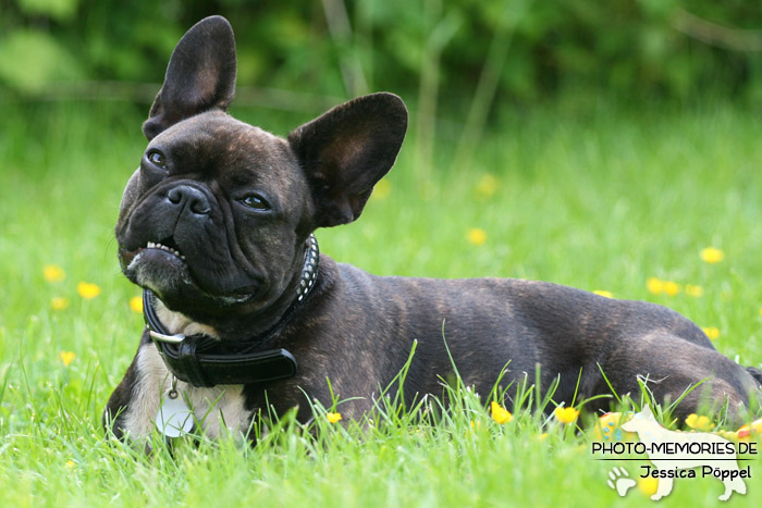 Französische Bulldogge im Liegen