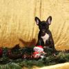 Französische Bulldogge im Studio an Weihnachten