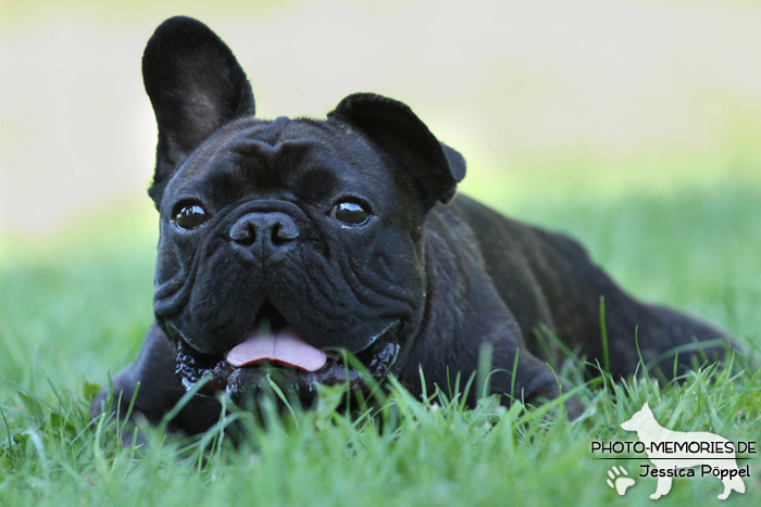 Französische Bulldogge im Liegen