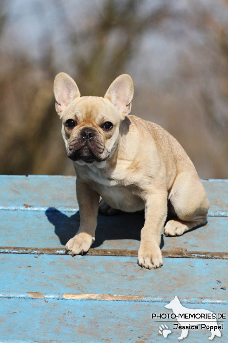 Französische Bulldogge auf der Agility A-Wand