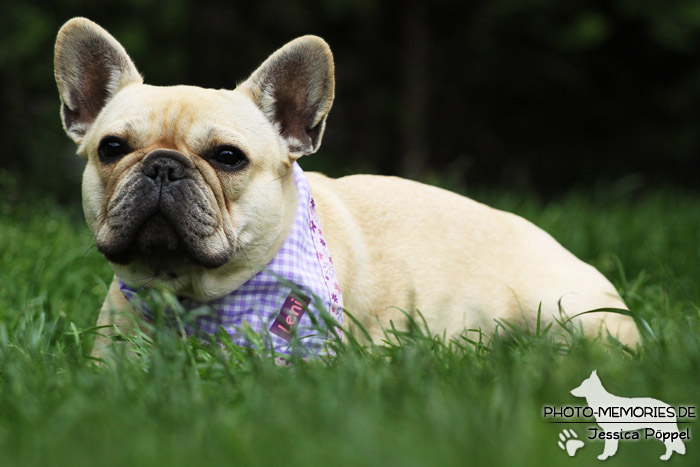 Französische Bulldogge im Liegen