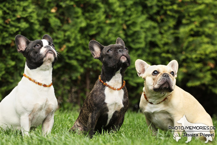 Ein Rudel Französischer Bulldoggen