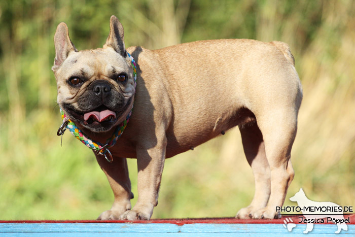 Französische Bulldogge auf einem Agility-Gerät