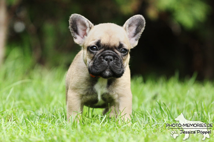 Französische Bulldoggen - Welpen