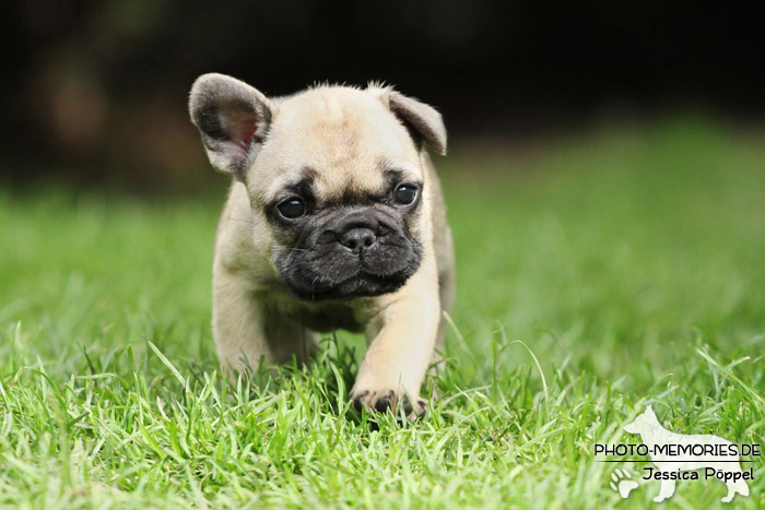 Französische Bulldoggen - Welpen