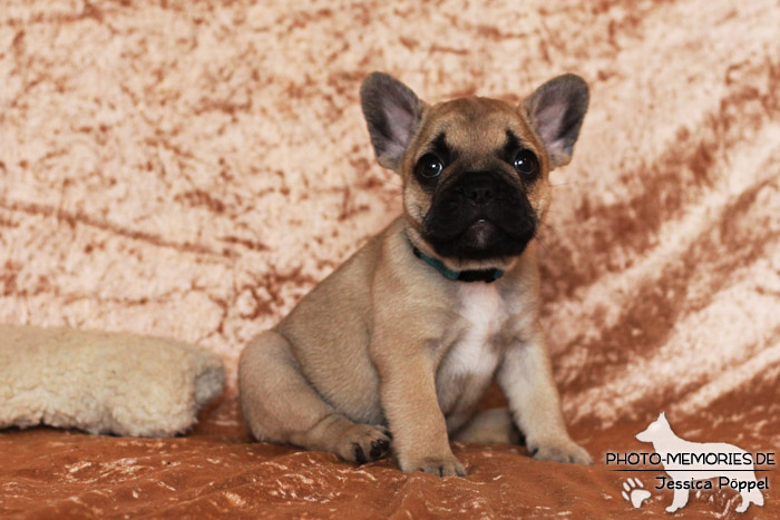 Französische Bulldoggen - Welpen