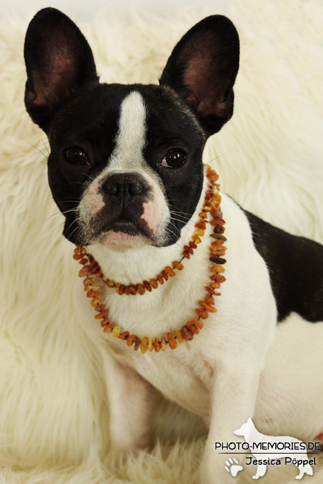 Französische Bulldogge mit Bernsteinhalsband