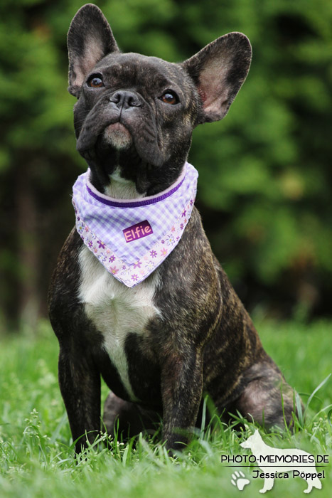 Französische Bulldogge im Sitzen