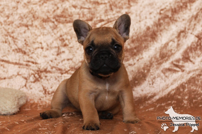 Französische Bulldoggen - Welpen