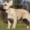 Französische Bulldogge im Stand