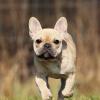 Französische Bulldogge in Action