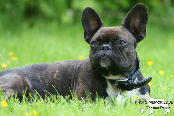 Französische Bulldogge im Liegen