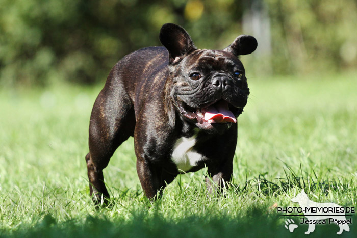 Französische Bulldogge im Laufen