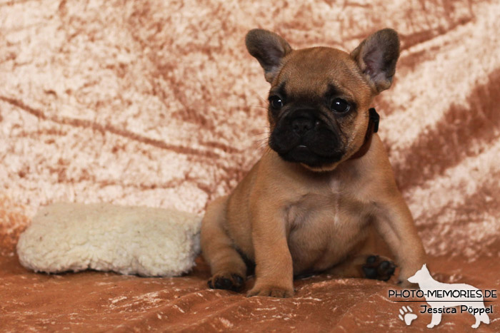 Französische Bulldoggen - Welpen