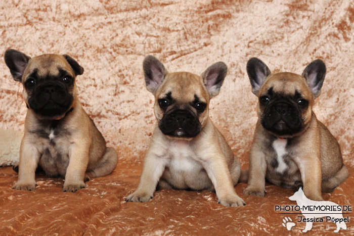 Französische Bulldoggen - Welpen