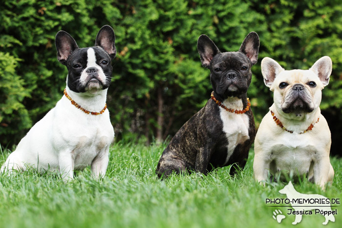 Ein Rudel Französischer Bulldoggen