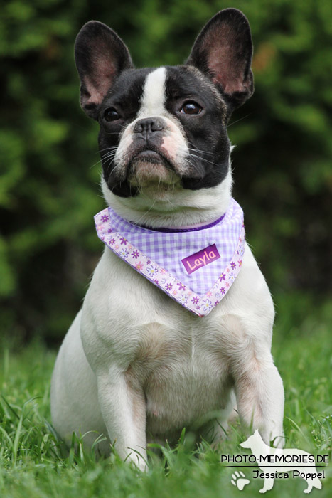 Französische Bulldogge im Sitzen