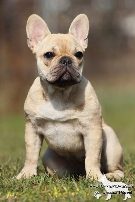 Französische Bulldogge im Sitzen