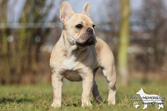 Französische Bulldogge im Stand