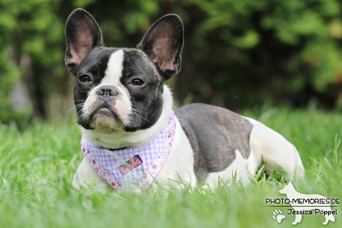 Französische Bulldogge im Liegen