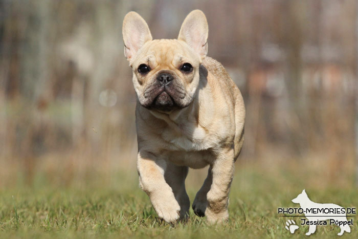 Französische Bulldogge in Action