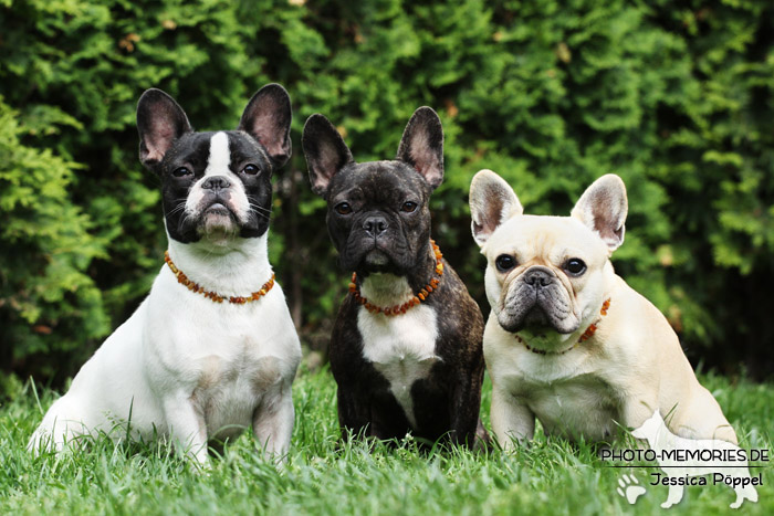 Ein Rudel Französischer Bulldoggen