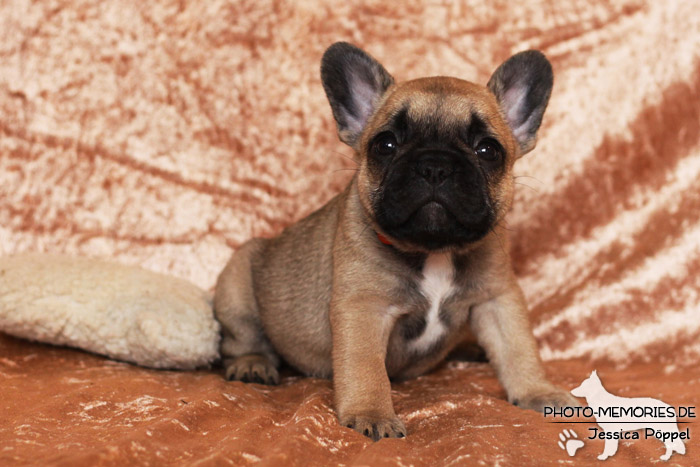 Französische Bulldoggen - Welpen