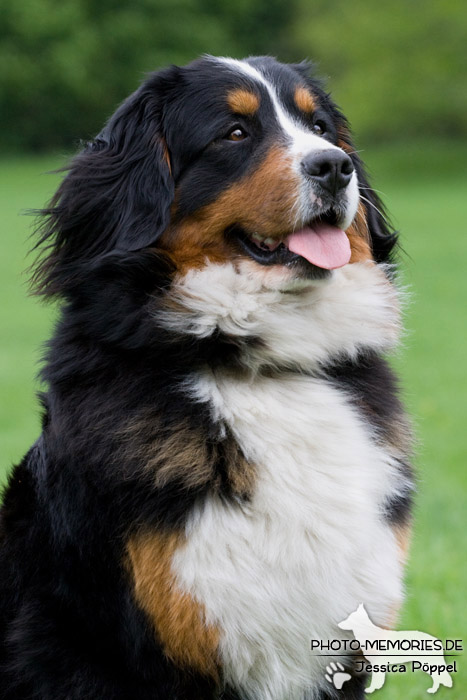 Großer Schweizer Sennenhund im Portrait