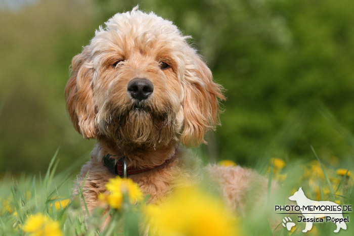 Golden Doodle im Liegen