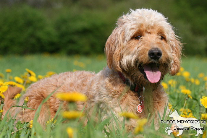 Golden Doodle im Liegen