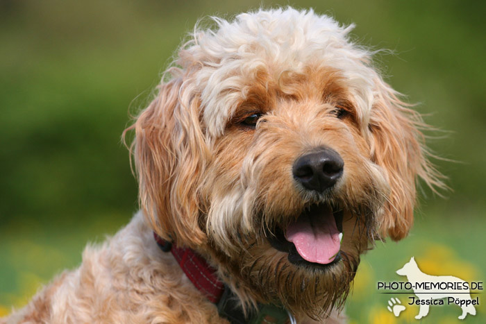 Portrait eines Golden Doodle