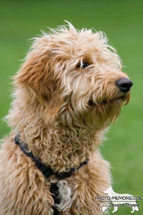 Golden Doodle im Portrait