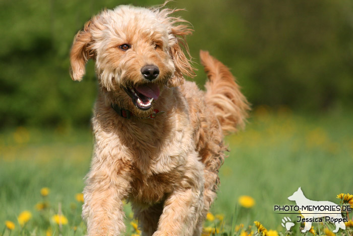 Golden Doodle im Laufen