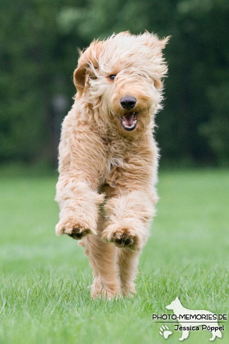 Golden Doodle in Action